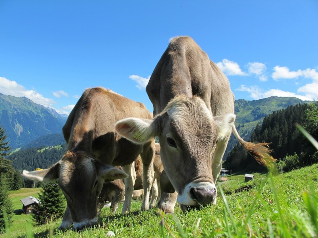 cows-cow-203460_1280.jpg